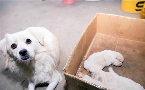 揭秘母狗把幼崽叼给主人的真正含义