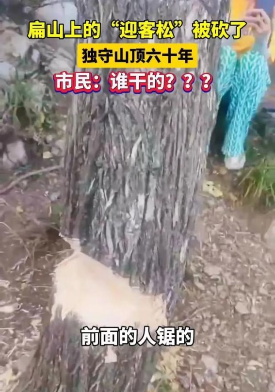 保护生命，守护美好记忆——60余年的网红树遭砍事件引发思考