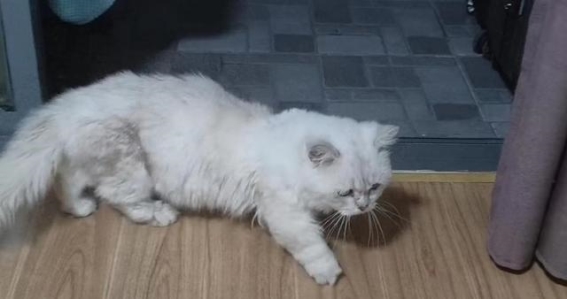 大学生情侣领养猫咪遭遇押金纠纷，谁该为“半途而废”买单？近日，一起关于大学生领养猫咪的押金纠纷引起了广泛关注。武汉大三学生小洪通过今日头条向九派新闻反映，去年10月，他和女友在一家宠物店领养了一只猫咪，缴纳了500元押金。饲养两个月后因猫咪性格问题将其退还，店主却拒绝退还押金。这起事件背后，究竟是谁的责任？我们不妨来一探究竟。
