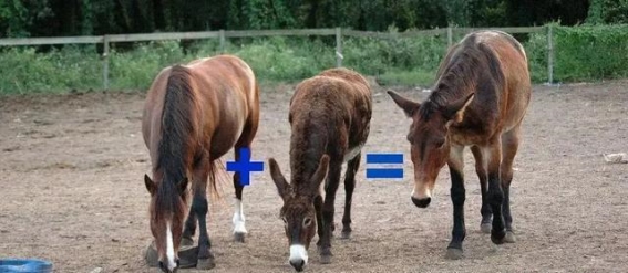 杂交之谜：野生动物交织的基因密码