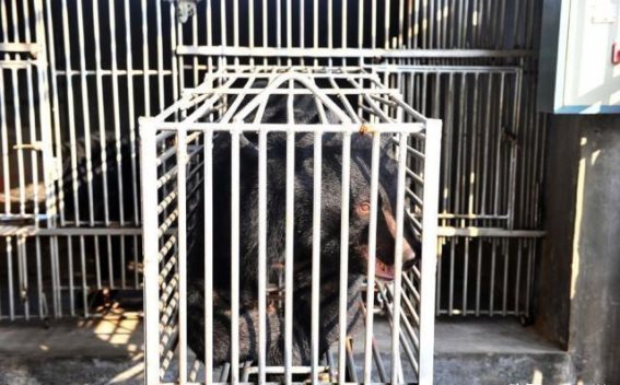 熊胆之殇：替代与保护的探索