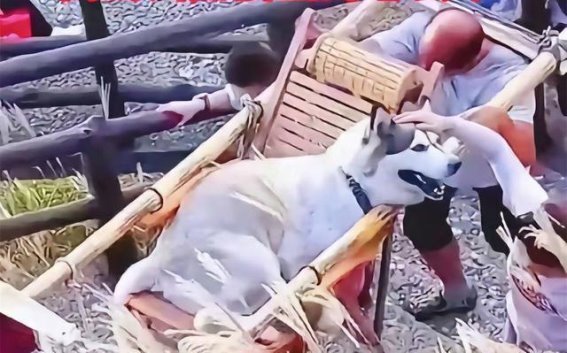 善心背后的伪善：以“善良”之名，残害他人饭碗