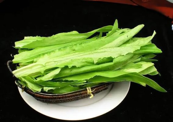 油麦菜的奇效：天然肠道清理者助你摆脱便秘困扰