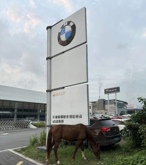 宝马店门前的“真宝马”：一匹马的意外停留与警察的应对