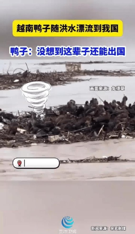 越南鸭子随洪水漂流至广西：一场网络谣言的澄清