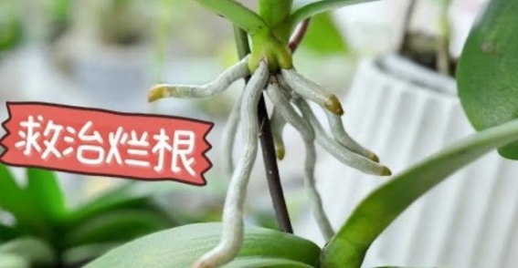蝴蝶兰烂根救星！简单实用的33冲水干燥法，轻松拯救你的花园宠儿