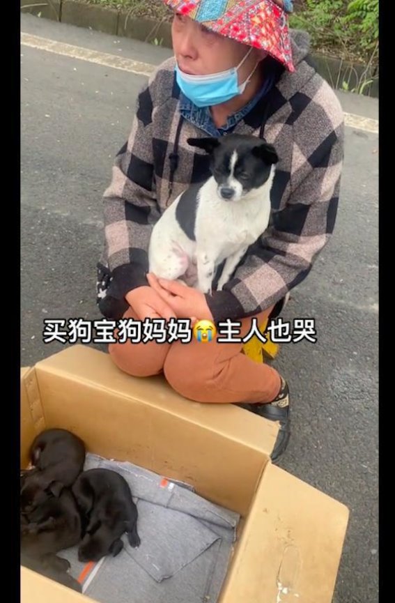 呼吁负责任养宠，关爱动物福利