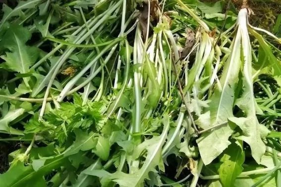 中医茶饮养生法：降脂、补血、助眠的绝佳选择