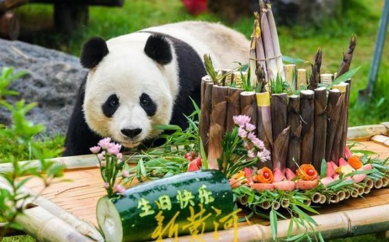 人气爆棚！大熊猫“雅吉”迎10岁生日5月26日，济南动物园的大熊猫“雅吉”迎来了它的10岁生日。为了给这位园内的明星庆生，动物园特别为它举办了一场盛大的生日会，吸引了大量游客前来观赏，现场气氛异常热烈。