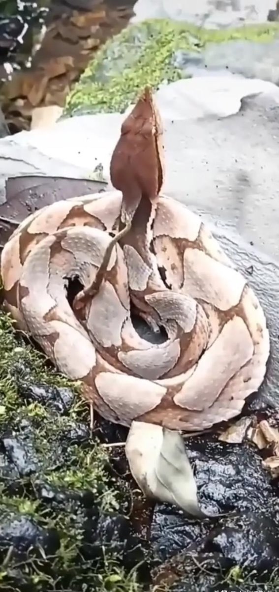 惊心动魄的遇险：浙江台州怪蛇事件