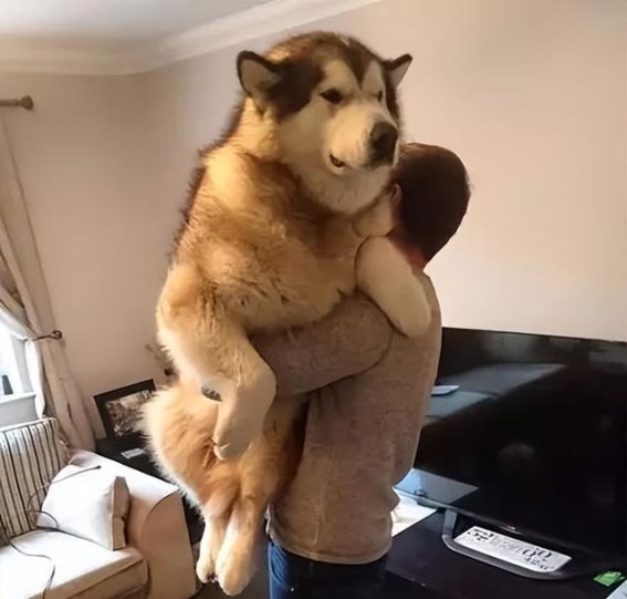 深度剖析：阿拉斯加犬弃养现象的背后