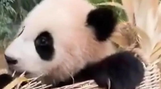 大熊猫外交：中韩友好交流的桥梁与象征