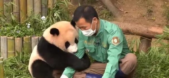 揭露韩国的大熊猫疯狂：造谣诬陷背后的真相
