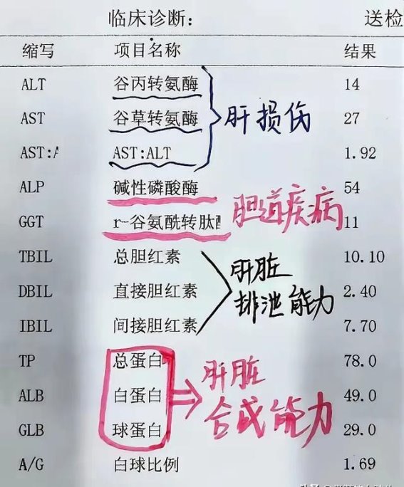 全面解读体检报告中的肝肾功能检查