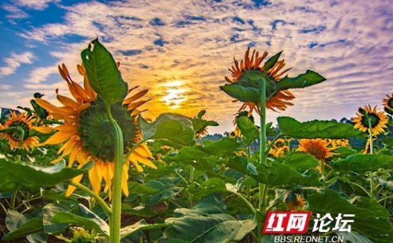 向阳生长，秋日的向日葵盛宴
