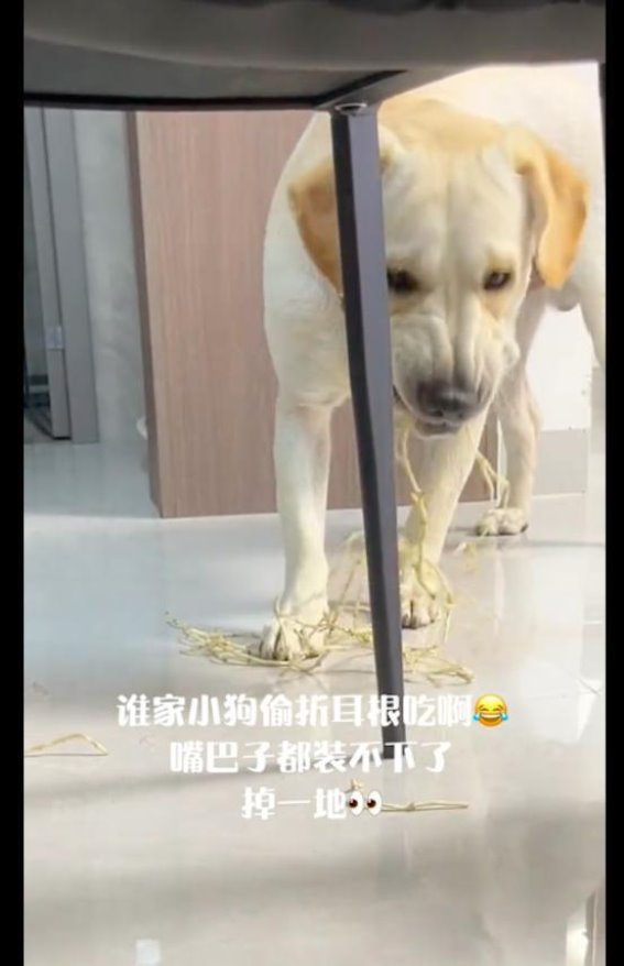 狗狗偷偷吃折耳根，细嚼慢咽让主人惊讶不已！说起折耳根，不知道你是否喜欢吃呢？这种独特的味道对于从来没有尝试过的人确实难以接受。对于从小就吃到大的人折耳根却是一种无法割舍的美味，每顿饭如果不吃点就会觉得少了些什么。对于动物们折耳根又是怎样的存在呢？