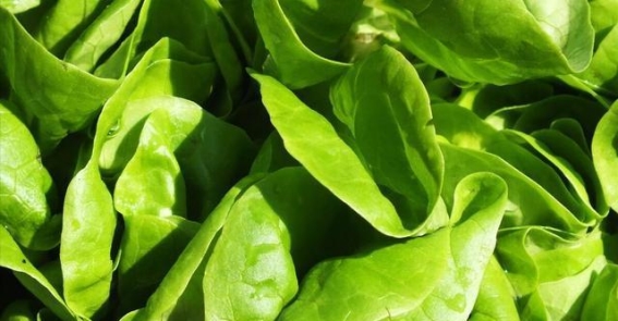 科学养肝：四种食物让你的肝脏更健康