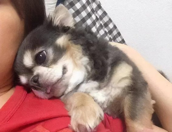 揭秘！狗狗蹭你背后的含义与可能原因
