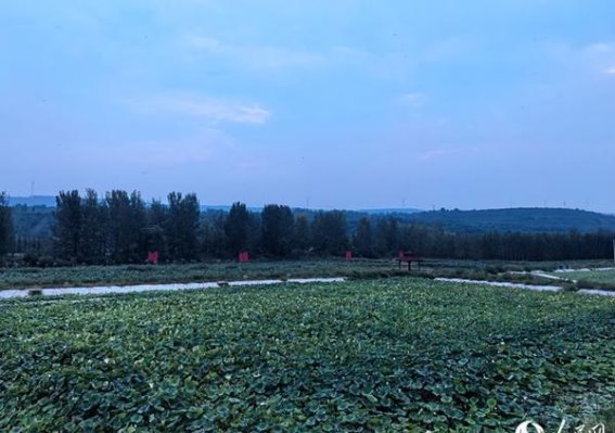 河南黄河流域的生态复兴：矿山荒漠到湿地绿洲的转变