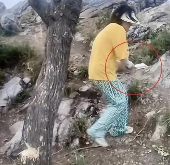 襄阳扁山丝棉木被砍事件：山顶之树的抗争与人性的反思