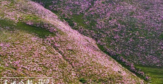 《巧家洗羊塘村：杜鹃花盛开，山野如诗如画》