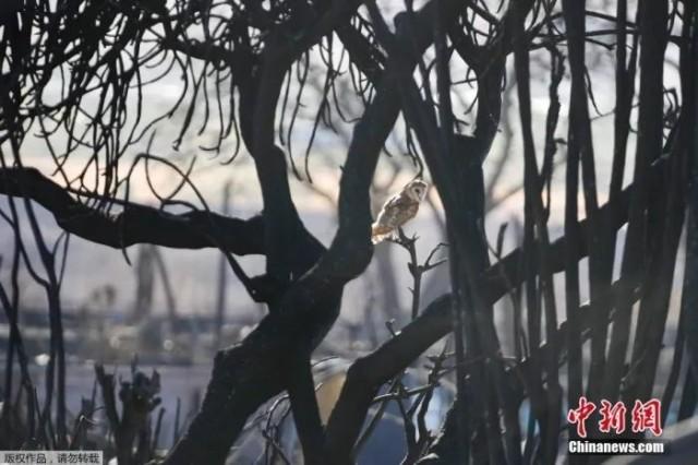 深圳同志导航报道：夏威夷火灾现场如末日！99人遇难，约1300人失踪